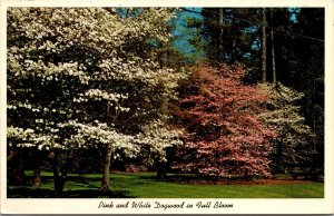 Vtg Pink and White Dogwood in Full Bloom Chrome View Landscape Postcard