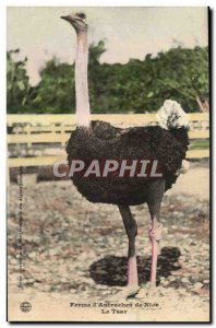 Postcard Old Farm d & # 39autruches Nice Tsar (ostrich ostrich) TOP Pet uncommon