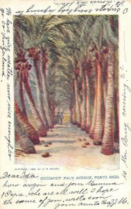 COCOANUT PALM AVENUE PUERTO RICO USA TO SWITZERLAND POSTCARD 1904