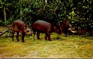 New York Catskill Brazilian Tapirs At The Catskill Game Farm