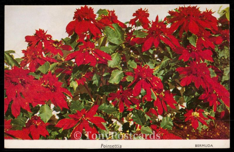 Poinsettia - Bermuda