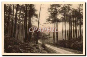 Old Postcard Landes de Gascogne Road Leon Moliets