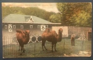 Moila's Camels Krug's Park, St. Joseph, Mo. 38  1910 