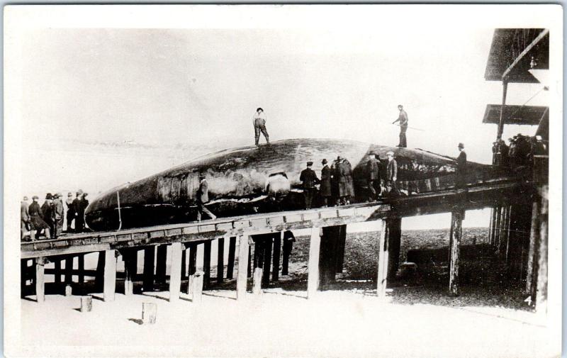 RPPC BALTIMORE, MD?  GIANT WHALE & Crowd of Onlookers  c1920s    Postcard