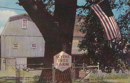 New York Geneva Historic Scythe Tree Between Waterloo And Geneva In The Finge...