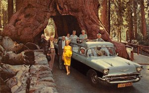 WAWONA TREE Chevrolet Limo YOSEMITE Mariposa Grove CA 1960s Car Vintage Postcard