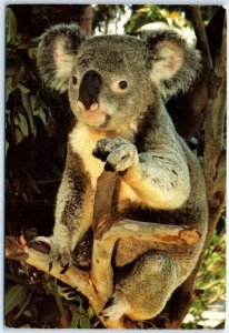 Postcard - Koala (Phascolarctos cinereus), San Diego Zoo - San Diego, California