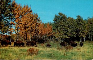 Canada Greetings From Edmonton Showing Candian Buffalos