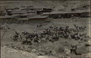 Peru Mollendo Callao or Lima Llamas RR Train Cars Bldgs Real Photo Postcard