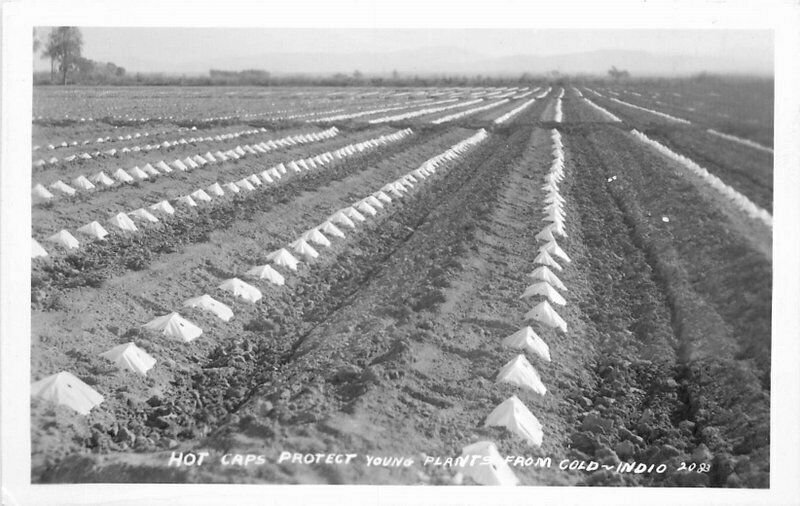 Indio California 1940s Farm Agriculture Hot Caps RPPC Photo Postcard 21-9700