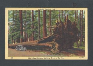 Post Card Ca 1925 Yosemite Ca Giant Redwood Fallen Dwarfs Auto