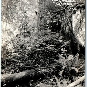 c1930s Big Tree Park, CA RPPC 1000 Yr Giant Spruce Tree Redwood Real Photo A163