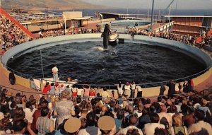 Whale Show Time Marineland Of The Pacific Rancho Palos Verdes California  