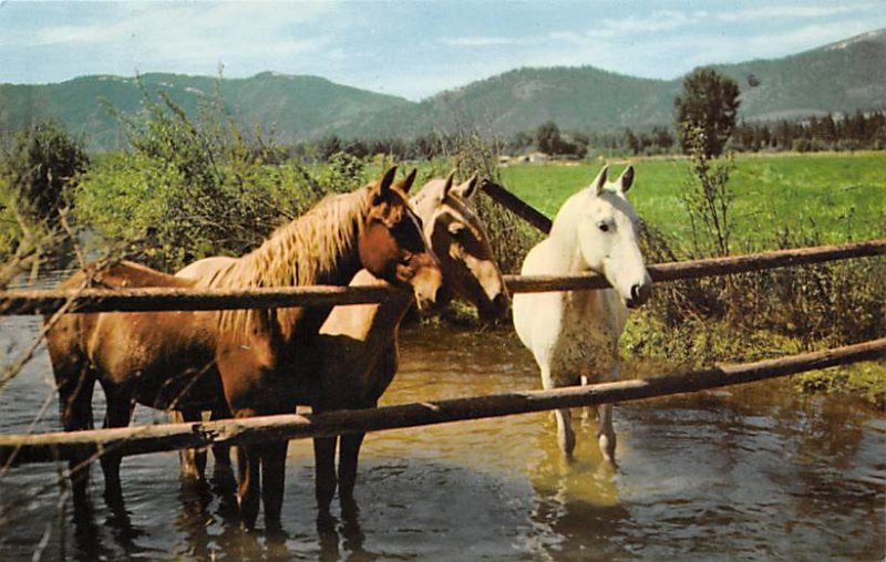 Waterhole Horses Unused 