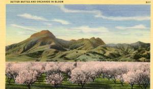 CA - Sutter Buttes, Orchards in Bloom