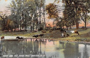 Near the Old Paper Mill Cattle in Water Waterloo, Iowa