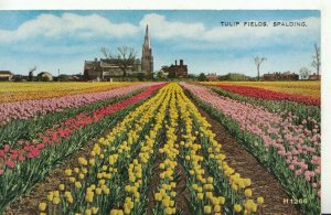 Lincolnshire Postcard - Tulip Fields - Spalding - Ref TZ6443