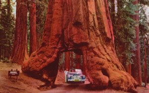 Vintage Postcard 1949 Yosemite National Park Wawona Tunnel Tree California CA