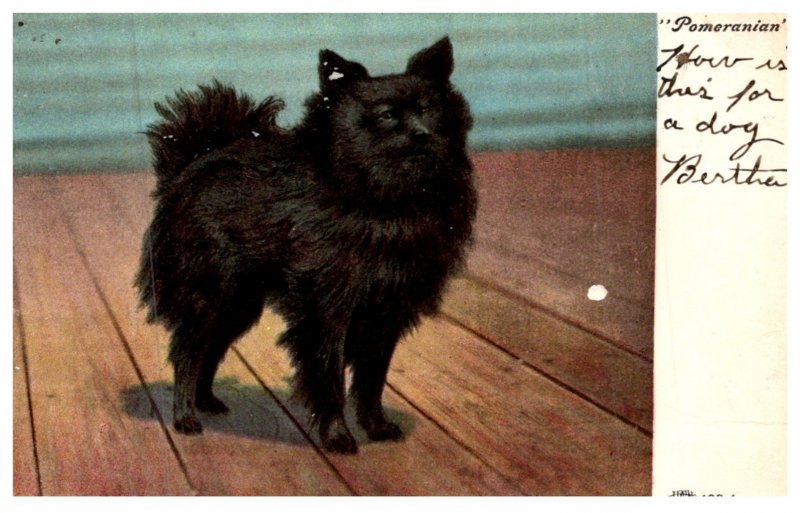 Dog,  Pomeranian