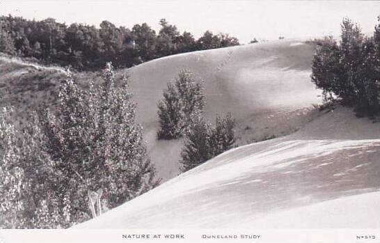 C R Childs Company Duneland Study Nature At Work Real Photo