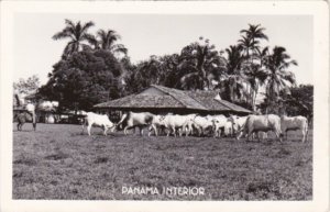 Panama Interior Scene With Cattle Real Photo