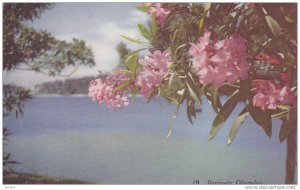 Bermuda Oleanders, Lake background, Bermuda, 40-60s