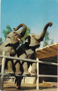 Bojo and Joyce Female Elephants at Griffith Park Zoo Los Angeles California