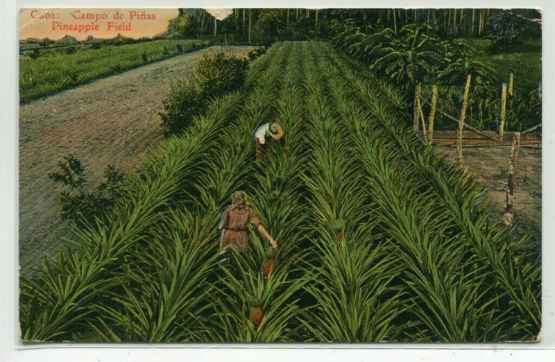 Pineapple Field Harvesting Farming Cuba 1929 postcard