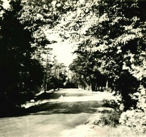 Photogelatine Engraving Road at Island Grove Lake Simcoe Ontario Canada Postcard