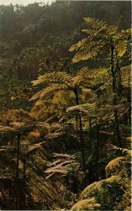 CPM The tropical forest:Giant ferns and bamboo MARTINIQUE (871486)