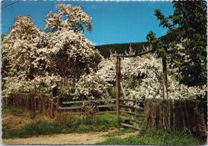 Creston Orchards BC Crabapple Trees Blossoms Unused Vintage Postcard D55