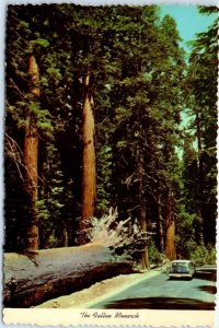 M-108496 The Fallen Monarch Yosemite National Park California USA