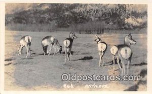 Real Photo Antelope Unused 