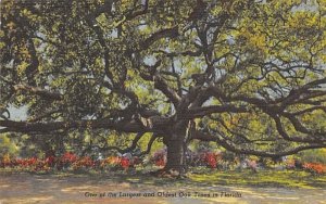 One of the Largest and Oldest Oak Trees in FL, USA Misc, Florida