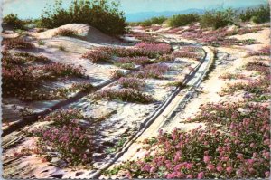 Postcard Flower Plant - Sand Verbenas Blooming on the Desert