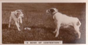 A Bone Of Contention Dog Battle Dogs Real Photo Cigarette Card