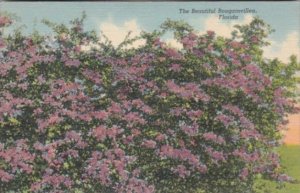 Florida Flowers The Beautiful Bougainvillea Curteich