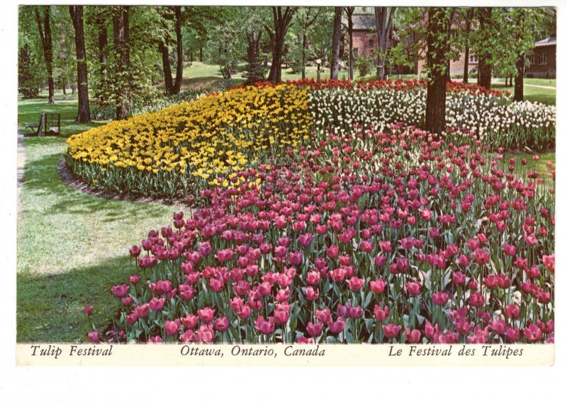 Tulip Festival, Ottawa, Ontario, Used 1975