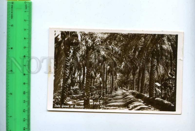 204387 IRAQ Date Grove at Basrah old photo postcard