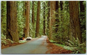 Postcard - Along The Avenue Of The Redwoods - California