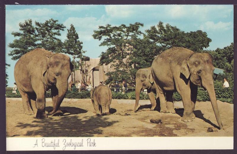 Indian Elephants Milwaukee County Zoo Post Card K401