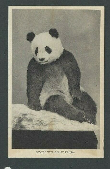 Ca 1940 PPC Sun-Lin Giant Panda Died In 1938 In Chicago Stanley Field Hill Mint