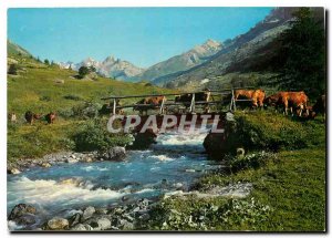 Postcard Modern Torrent Guisane Cows