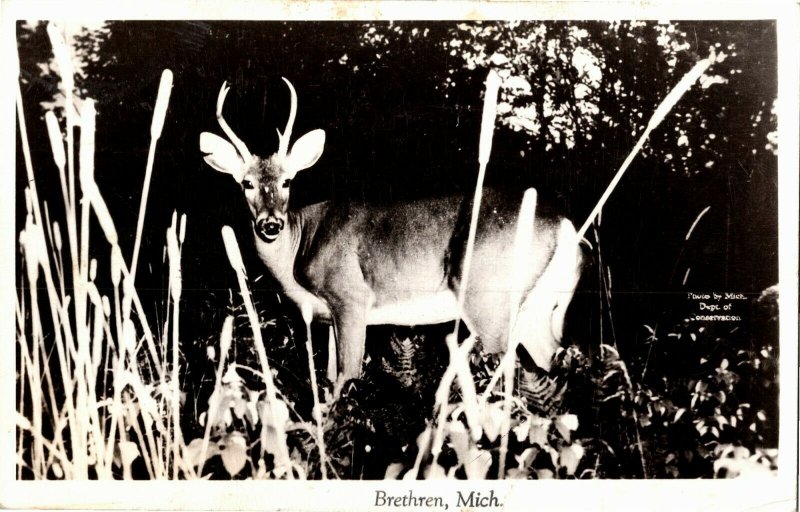 RPPC Deer Hiding in Tall Grass, Brethren MI c1944 Vintage Postcard O40