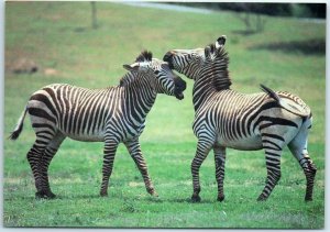 M-35841 Zebras Arbuckle Wilderness Davis Oklahoma