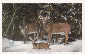 Deer Family In The Maine Woods Curteich