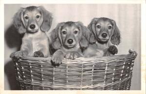 B98658   dog chien  in basket real photo  animals animaux