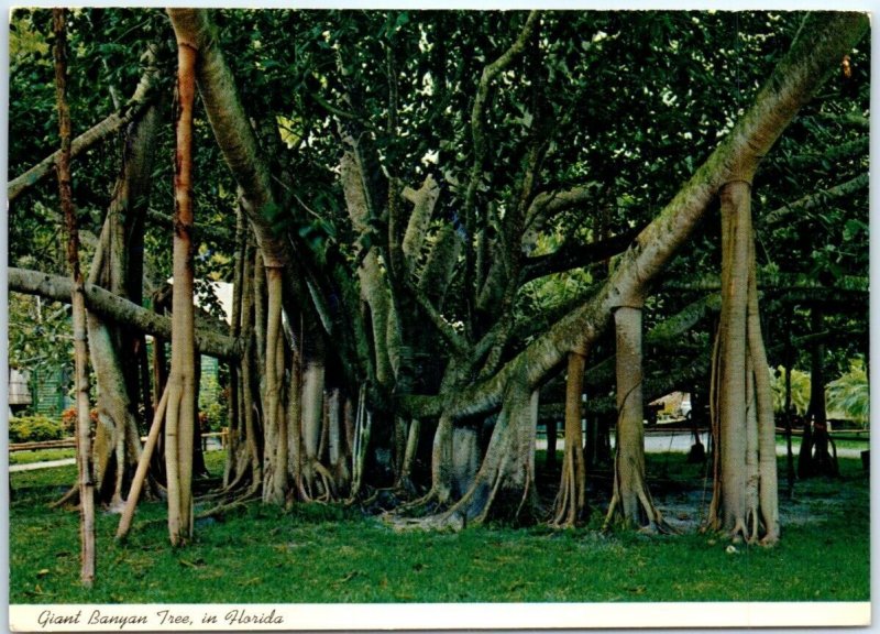 Postcard - Giant Banyan Tree in Florida, USA