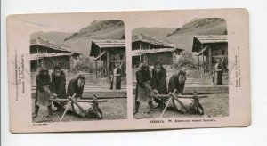 294322 RUSSIA 1910 y Caucasus Asian bulls horseshoe blacksmith STEREO PHOTO