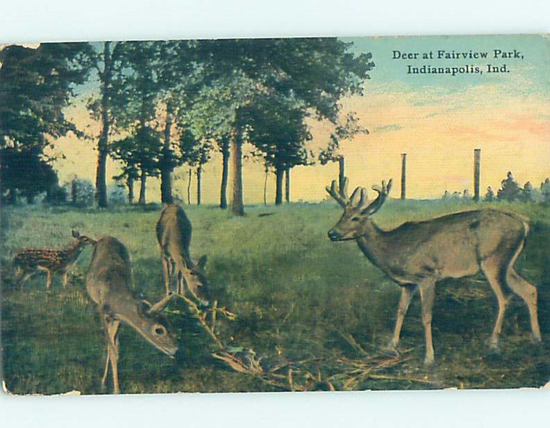 Divided-Back BABY DEER AT PARK Indianapolis Indiana IN H3419